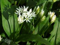 Morgensonne fällt auf Blüten und Knospen